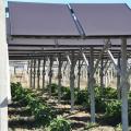 Agrivoltaico_pergola_agricola_ombreggiante_fotovoltaica_orticultura_Laterza